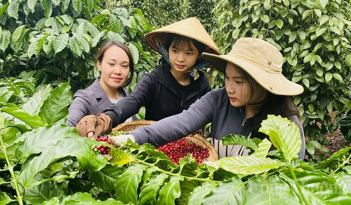 Coffee Down 32% From Peak, Vietnam Sells More but Earns Less