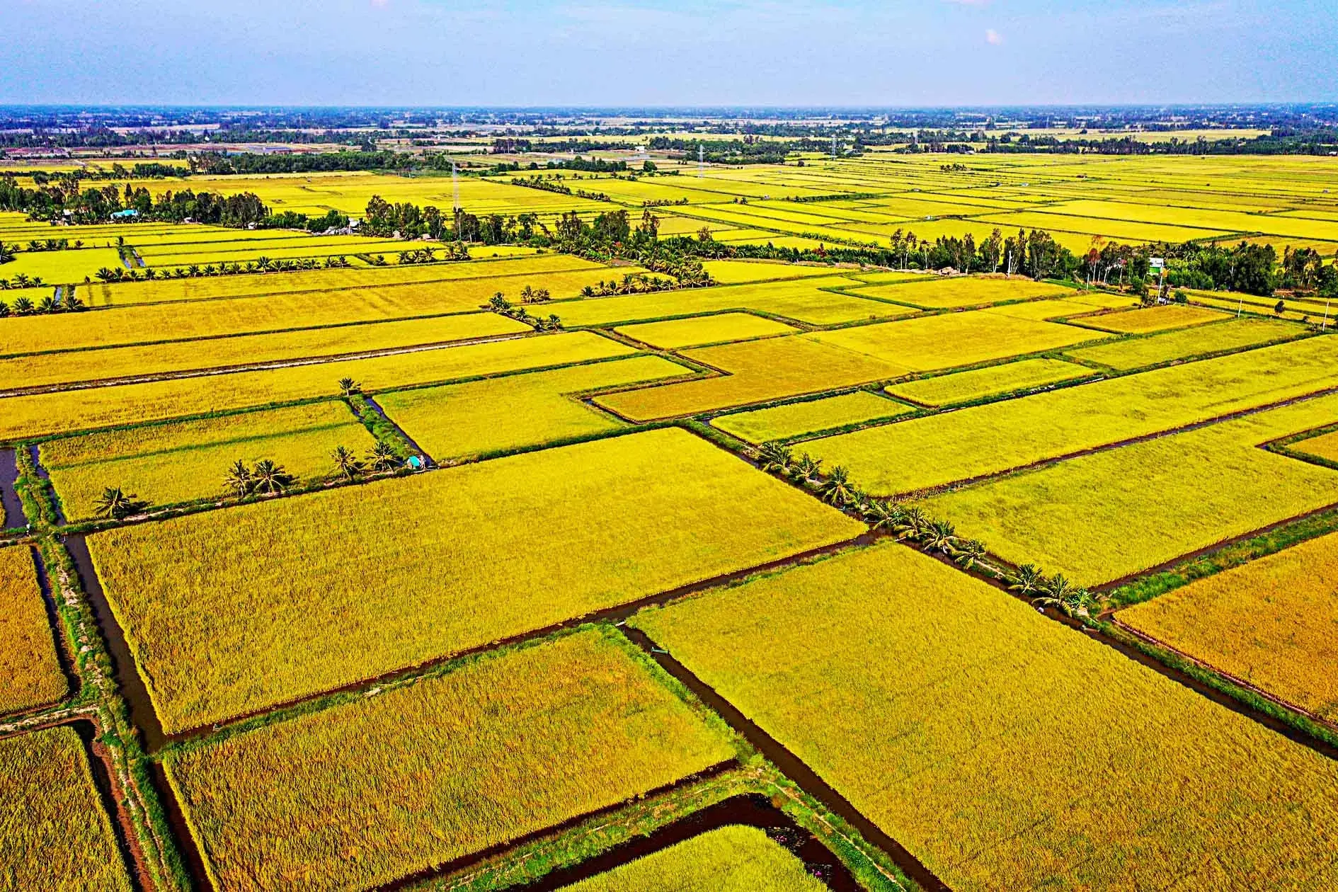 Vietnam Jasmine Rice at a 10-Year High: Three Drivers and the PAN Earnings Trap