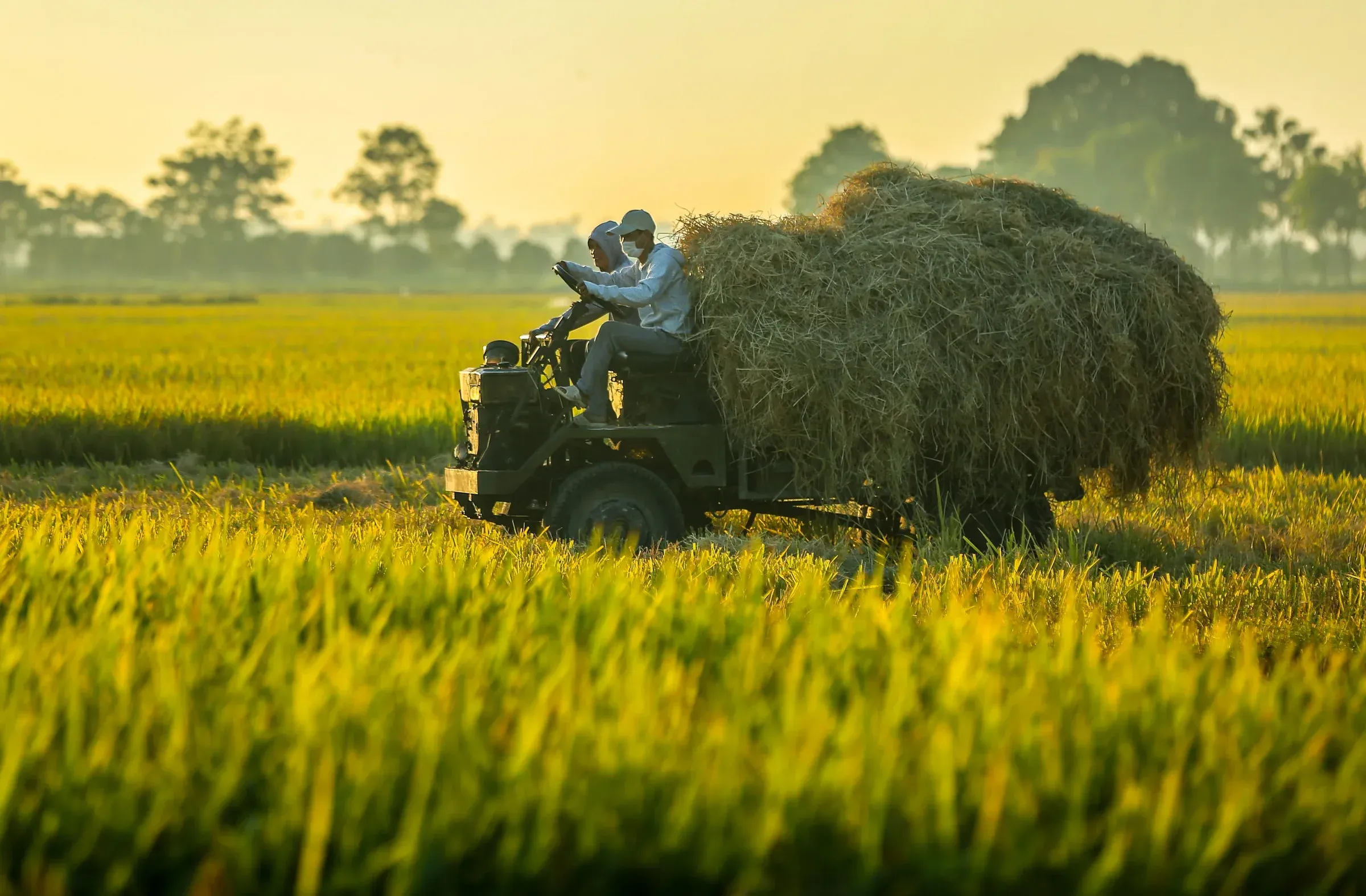 Rice Prices Up 10.7% in One Week: Three Scenarios for Rice Stocks