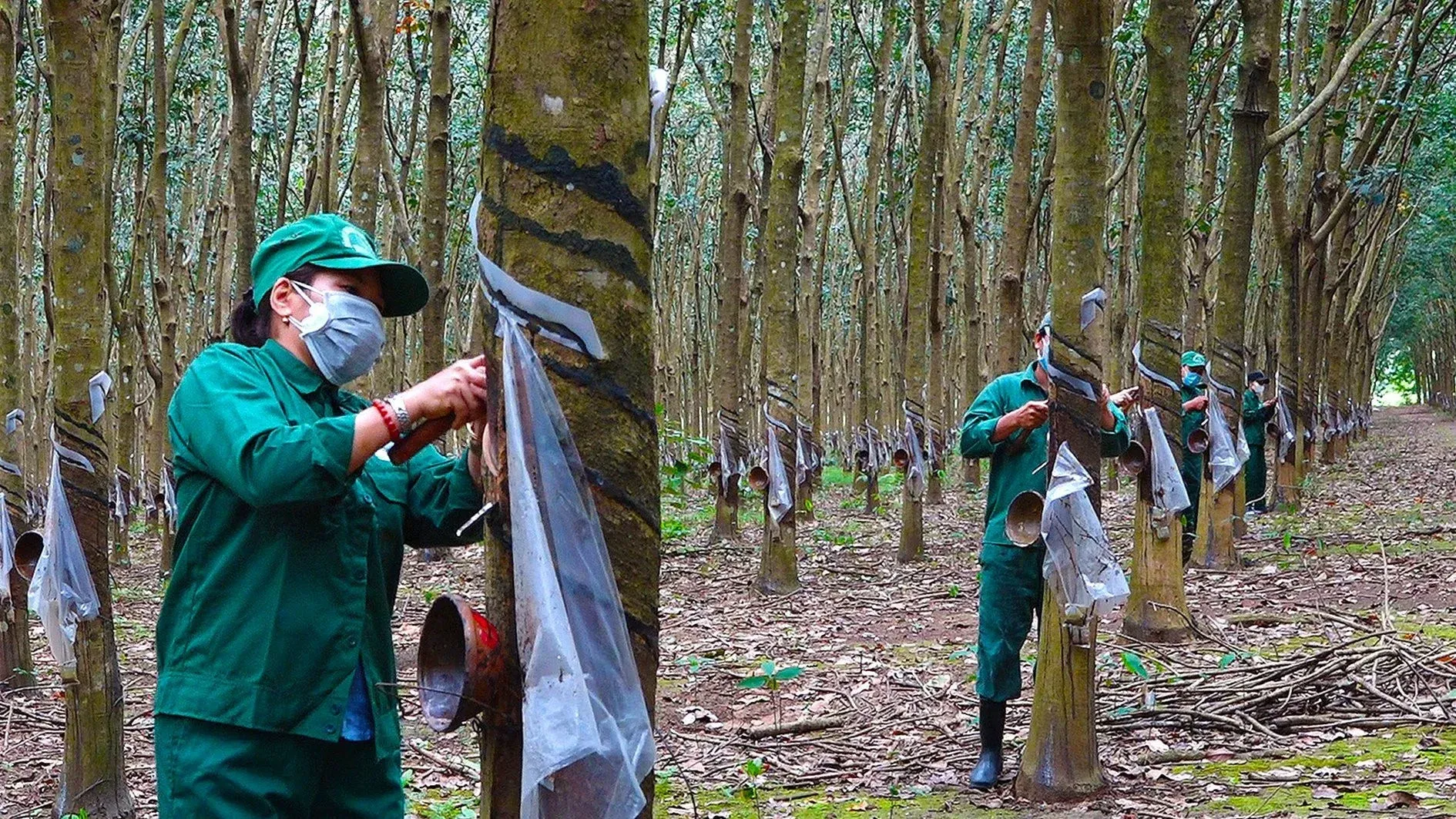 Natural Rubber Hits 9-Year High, Yet GVR Margins Are Shrinking