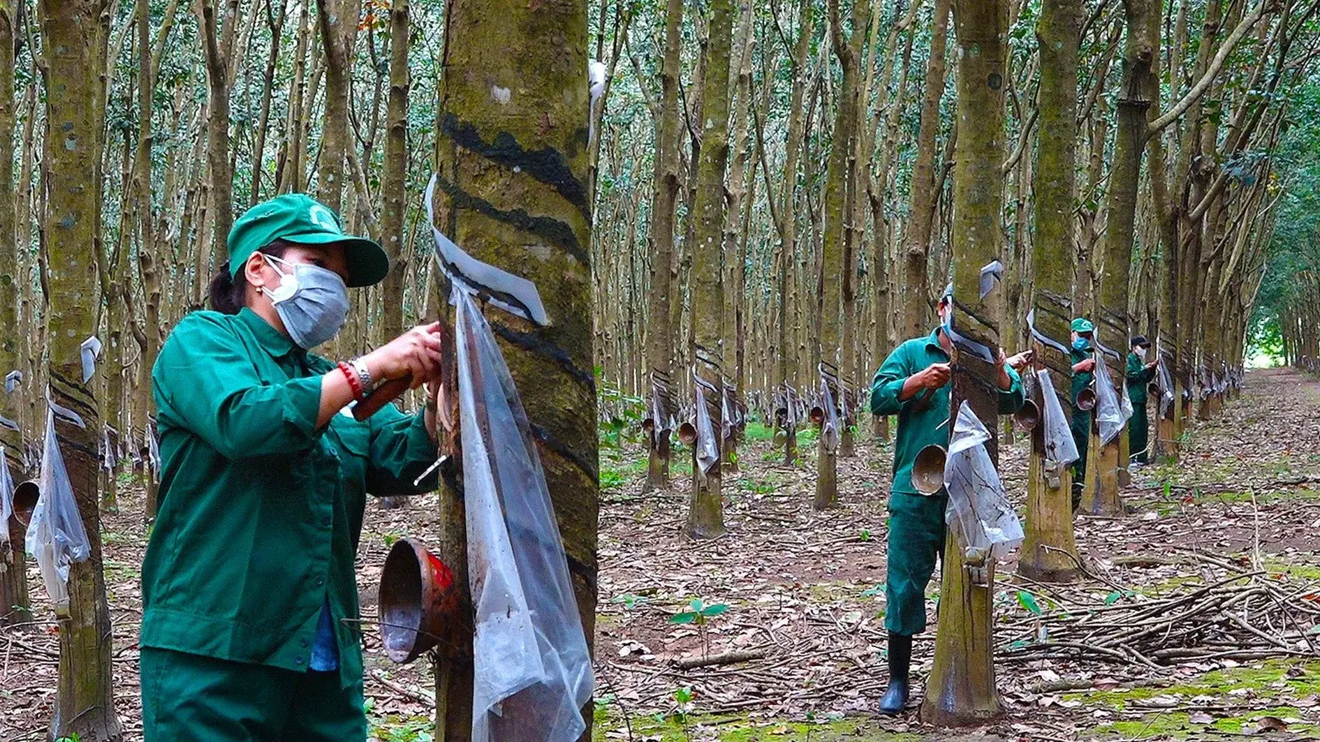 Natural Rubber Hits 9-Year High, Yet GVR Margins Are Shrinking