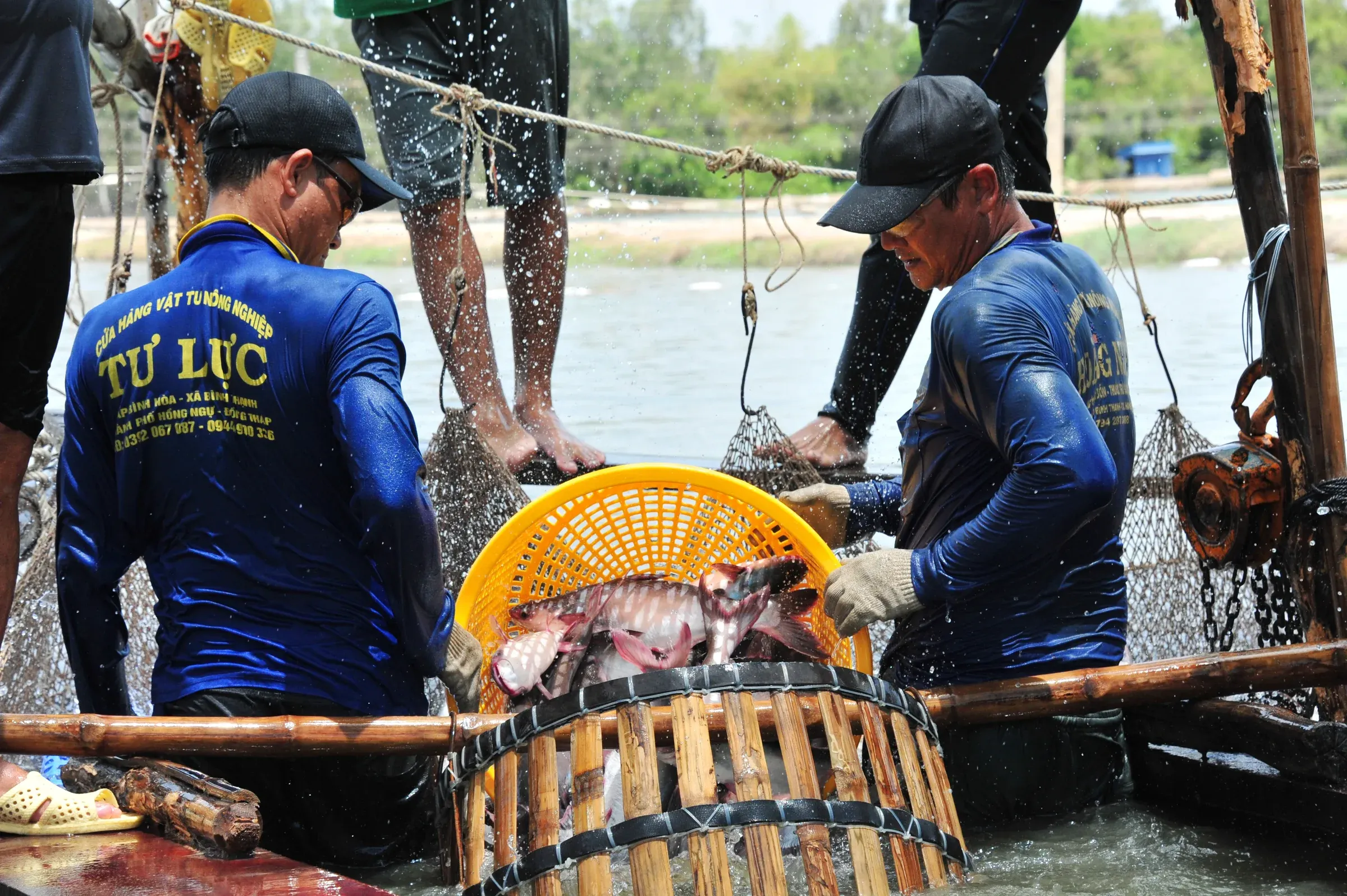 Pangasius pond in Dong Thap, Mekong Delta