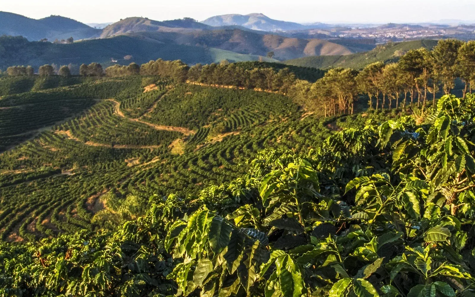 Vast coffee plantations in Minas Gerais, Brazil