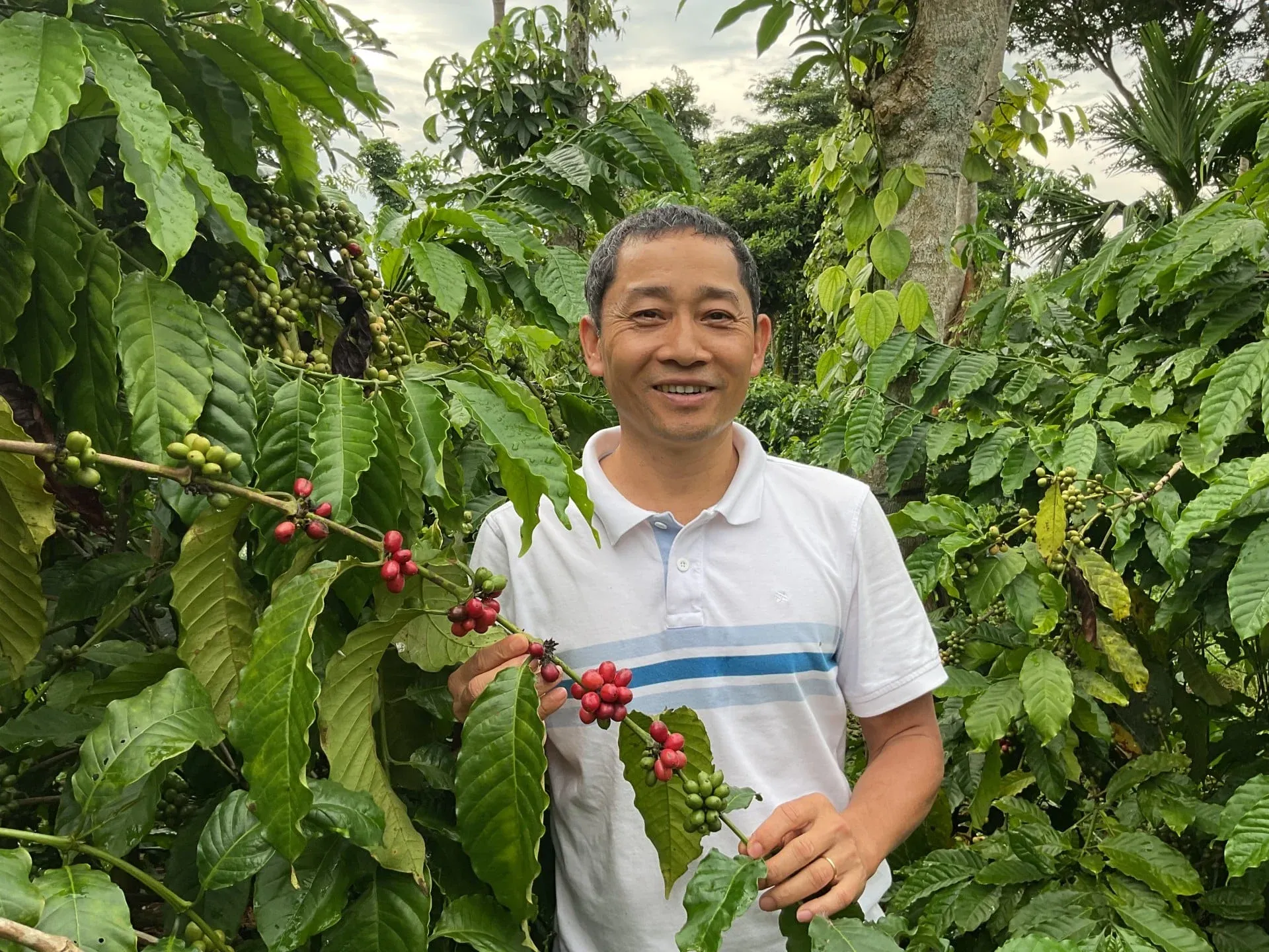 Central Highlands farmer harvesting coffee