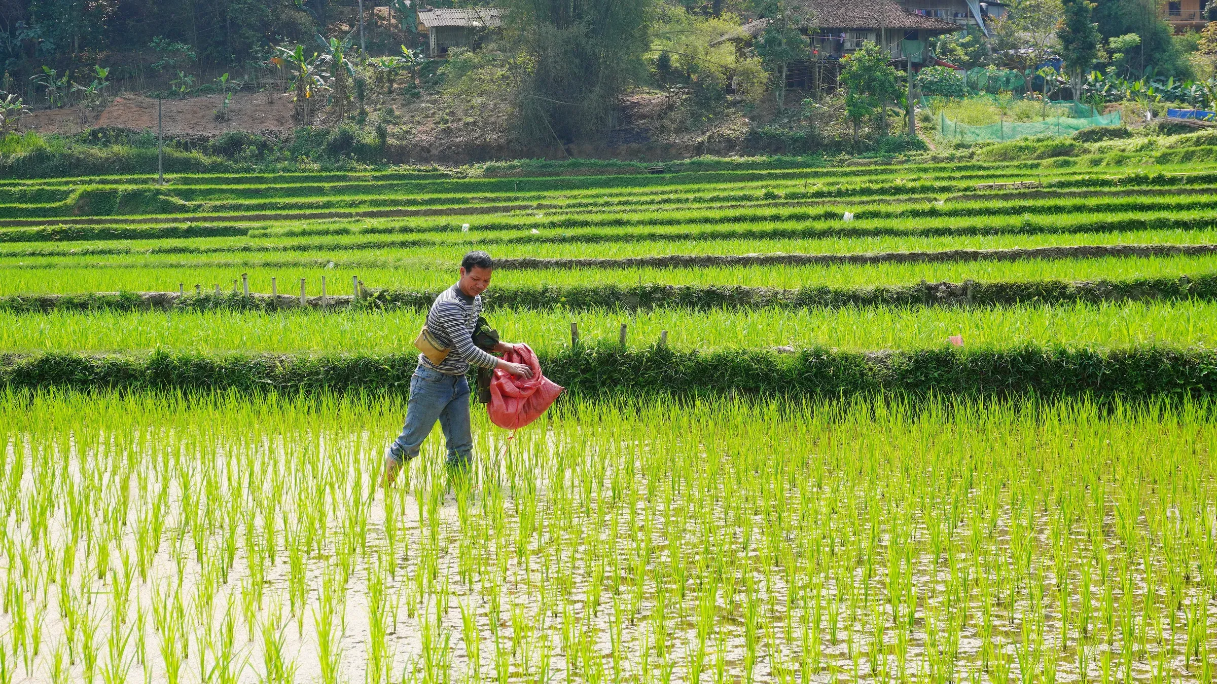 Vietnamese farmer applying fertilizer on rice paddy
