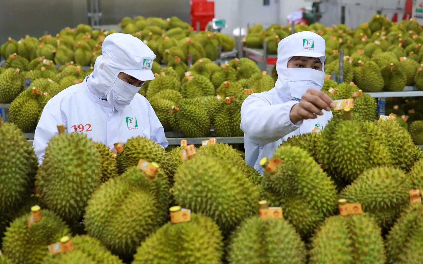 Durian packed for export to China