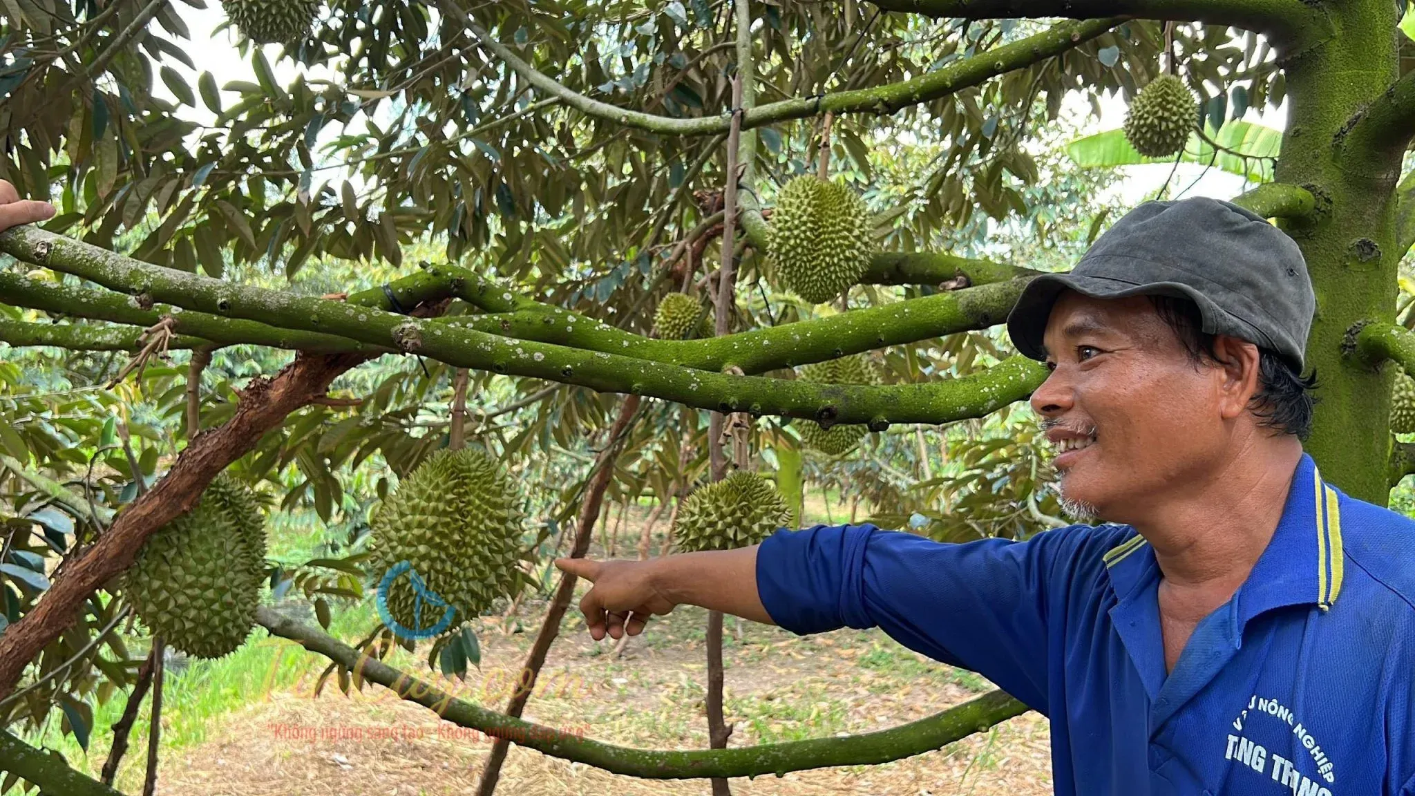 Durian trees bearing fruit