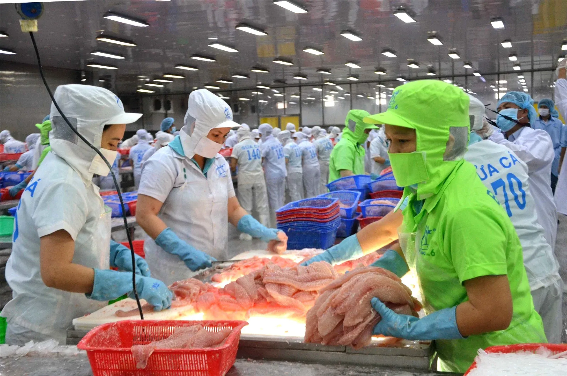 Vietnamese seafood processing factory, export packaging line
