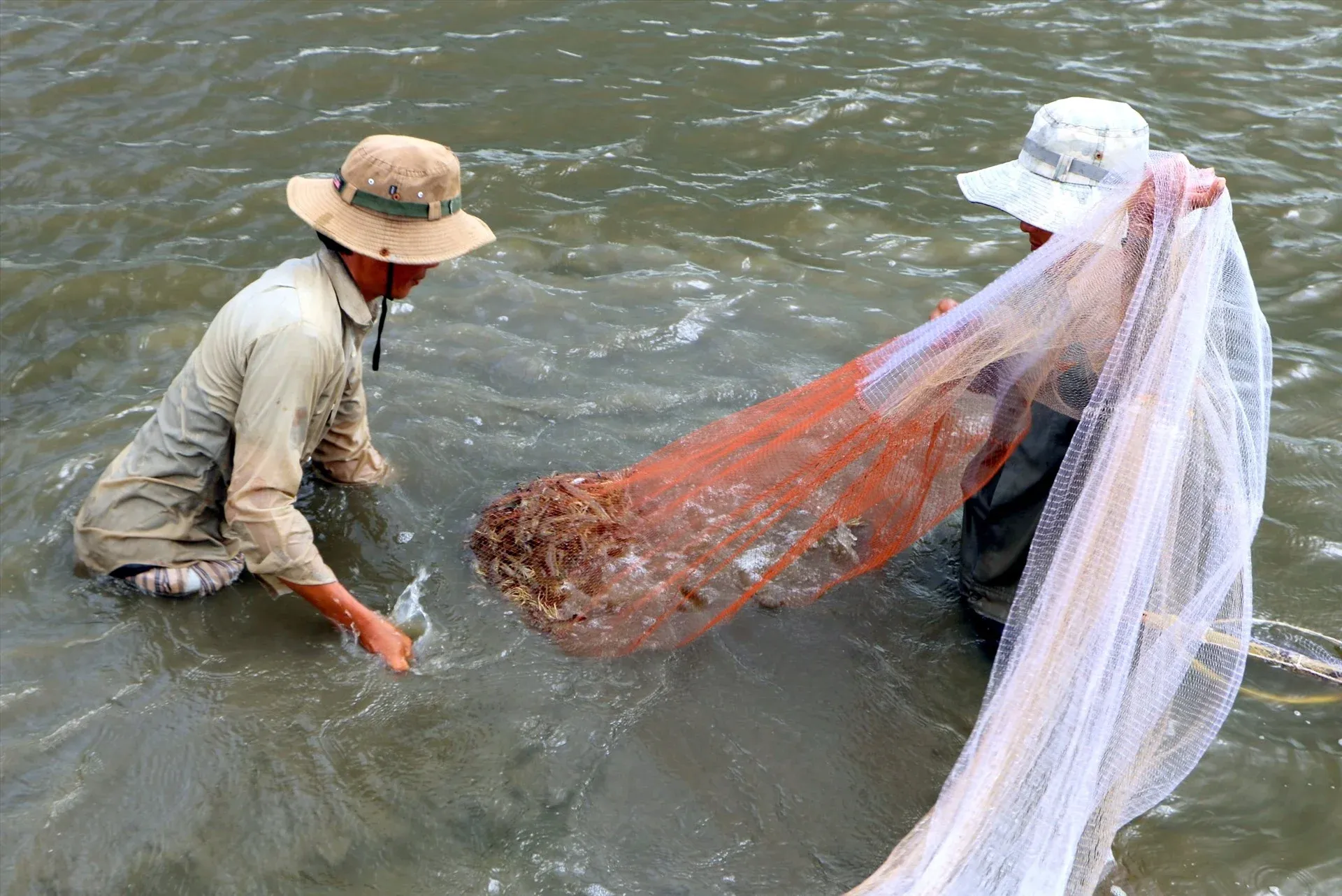 Shrimp harvesting at a Mekong Delta pond — the raw material base for MPC's supply chain