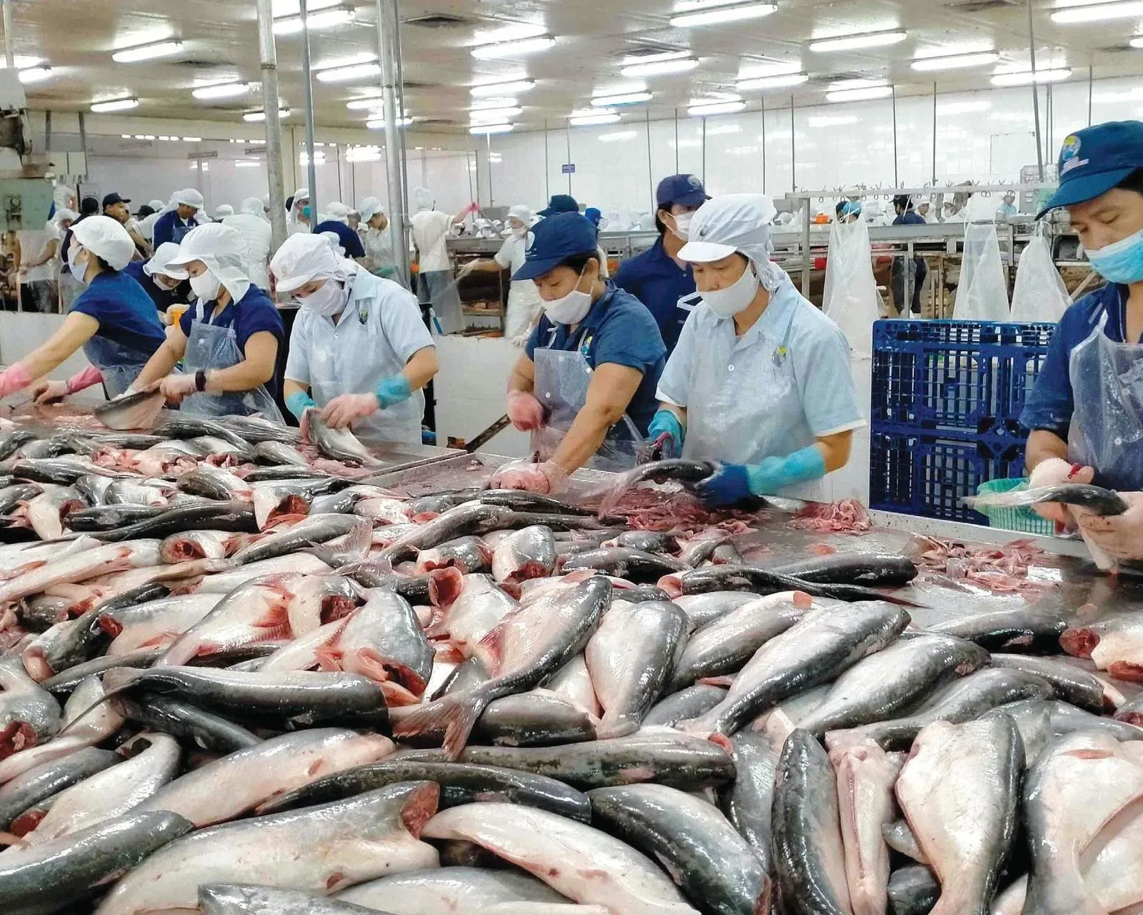 Kinh nghiệm hồ sơ giúp thủy sản giảm bớt rủi ro trong các kỳ rà soát